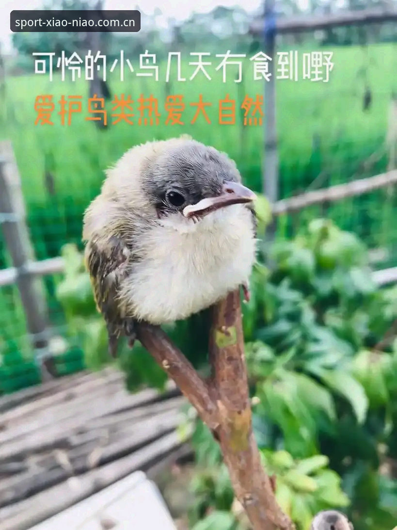 5个关键维度解读小鸟体育官方下载地址怎么样：2024平台趋势与实操指南