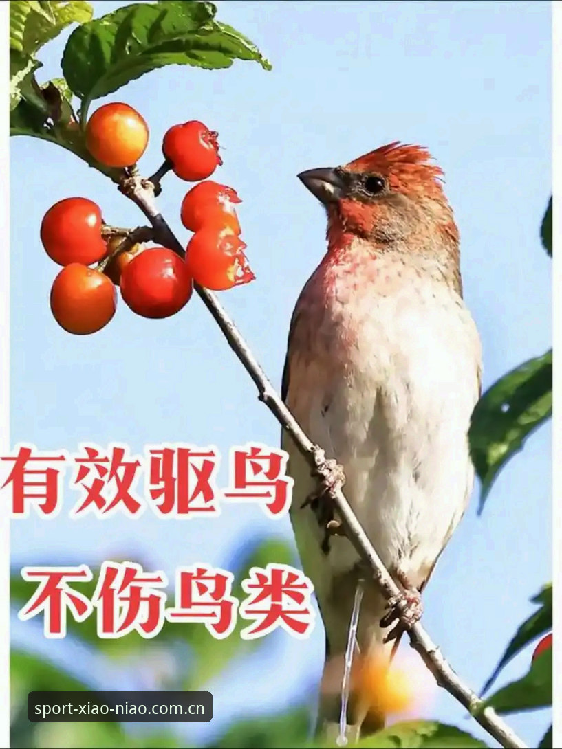 小鸟体育平台实用技巧：2024新版APP下载与使用全攻略